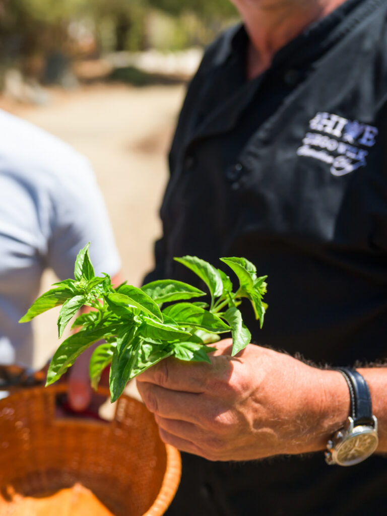 freshly harvested basil at The HIVE