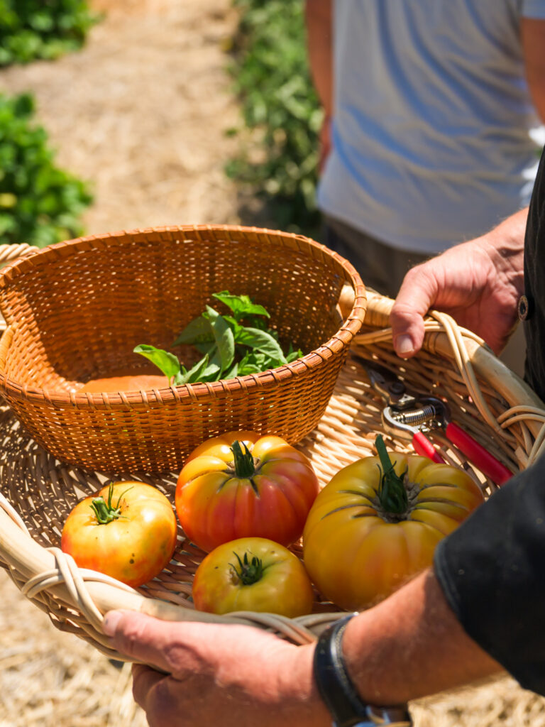 Chef harvesting tomatoes and basil at The HIVE
