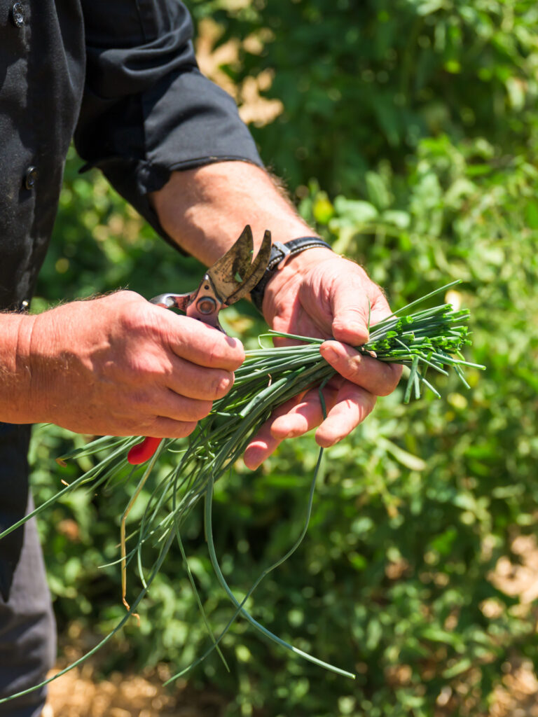 freshly harvested chives at The HIVE