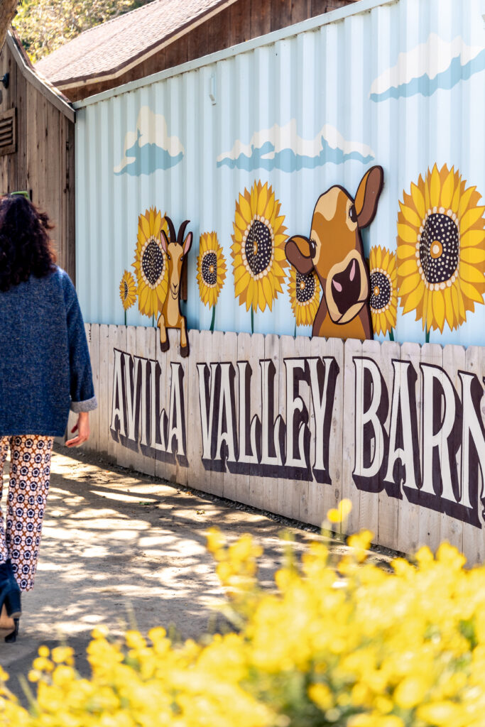 Avila Valley Barn has u-pick flowers