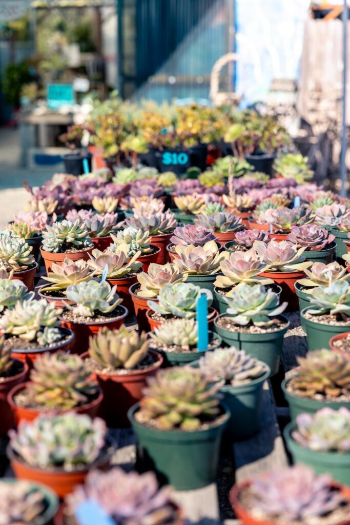 small pots of succulents at Star Succulents