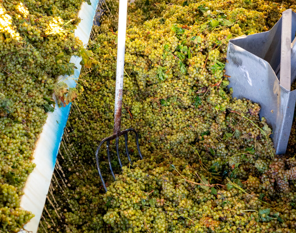 wine grape crush at San Joaquin Wine Co, on the Madera Wine Trail