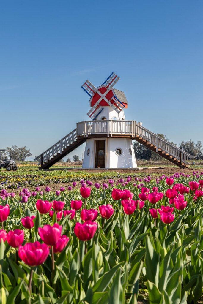 tulips and windmill at Dutch Hollow Farms