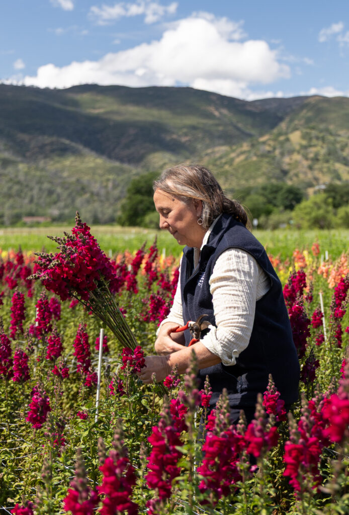 Dru Rivers picking snapdragons at Full Belly Farm