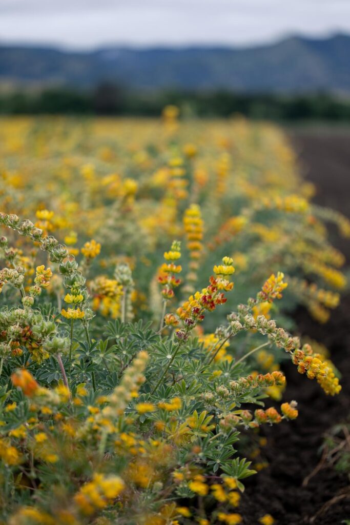 Yellow lupine growing at Hedgerow Farms in Yolo County