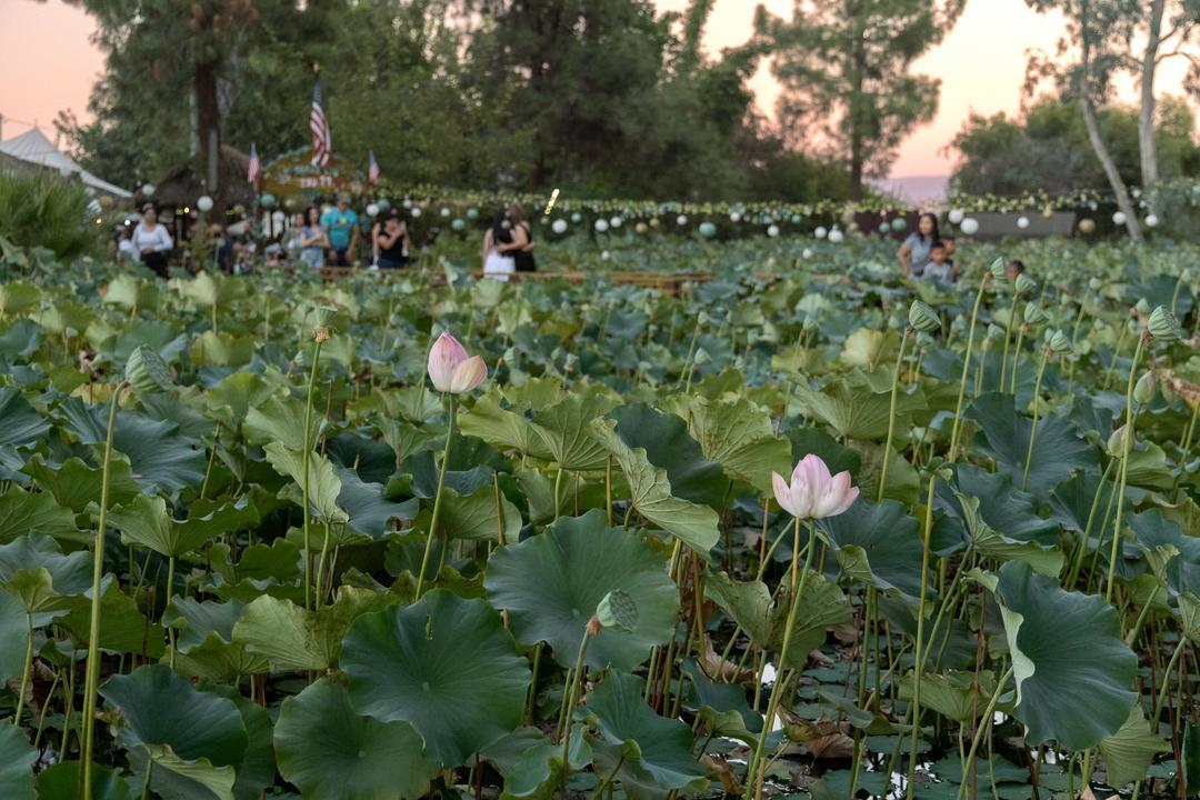 Lotus Pond Sanger