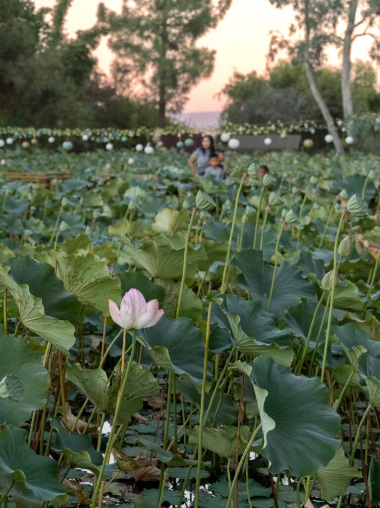 sunset at Lotus Pond Sanger