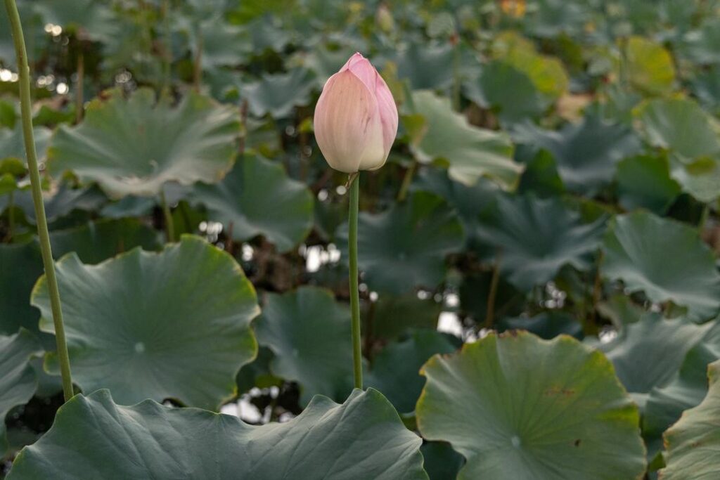 Lotus blossom at Lotus Pond Sanger