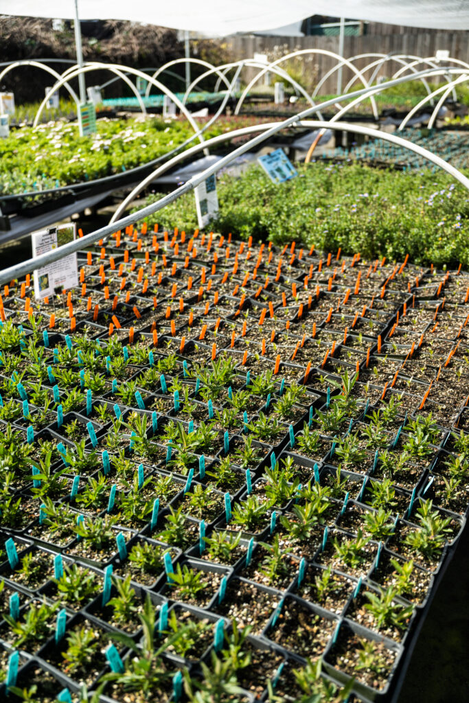 plants at Annie's Annuals