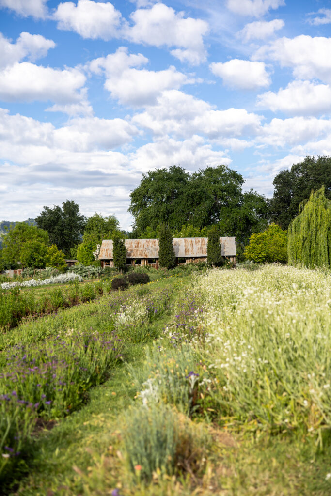 the u-pick flower farm at Park Winters
