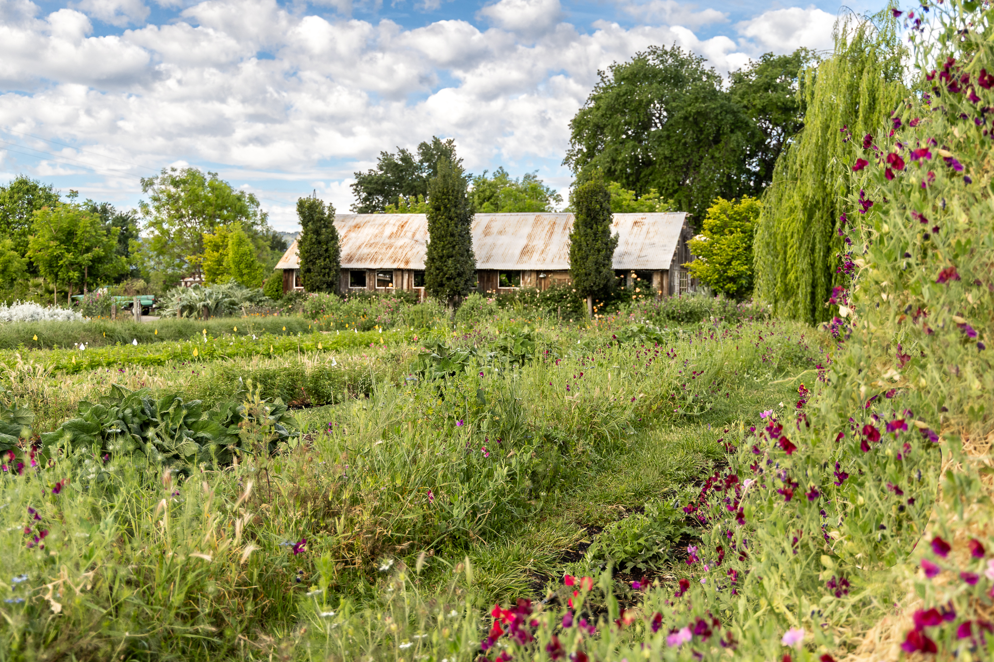 Park Winters flower farm in Winters, CA