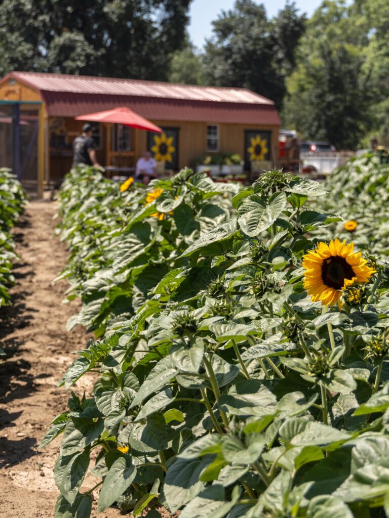 sunflowers at Sunflower Farm stand