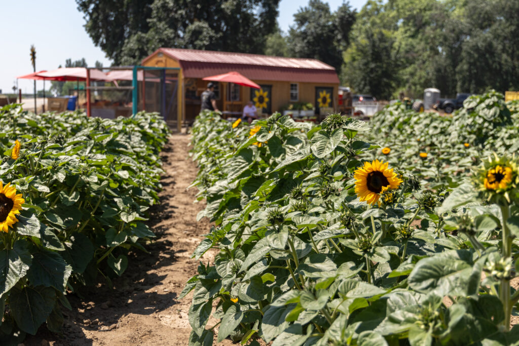 Sunflower Farm Stand in the Central Valley