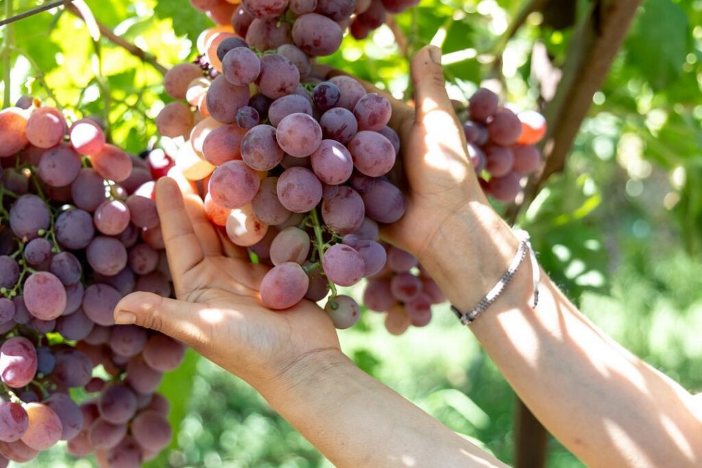 Grapes growing at Sweet Girl Farms