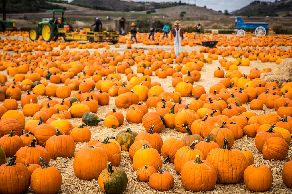 pumpkin patch at underwood family farms