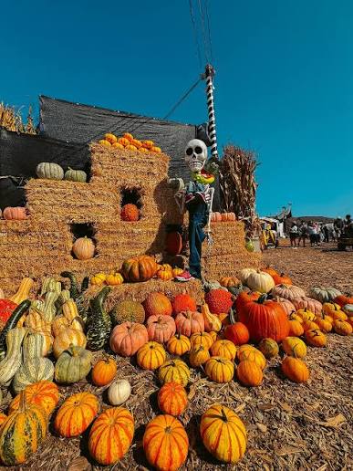 skeleton in a field of pumpkins